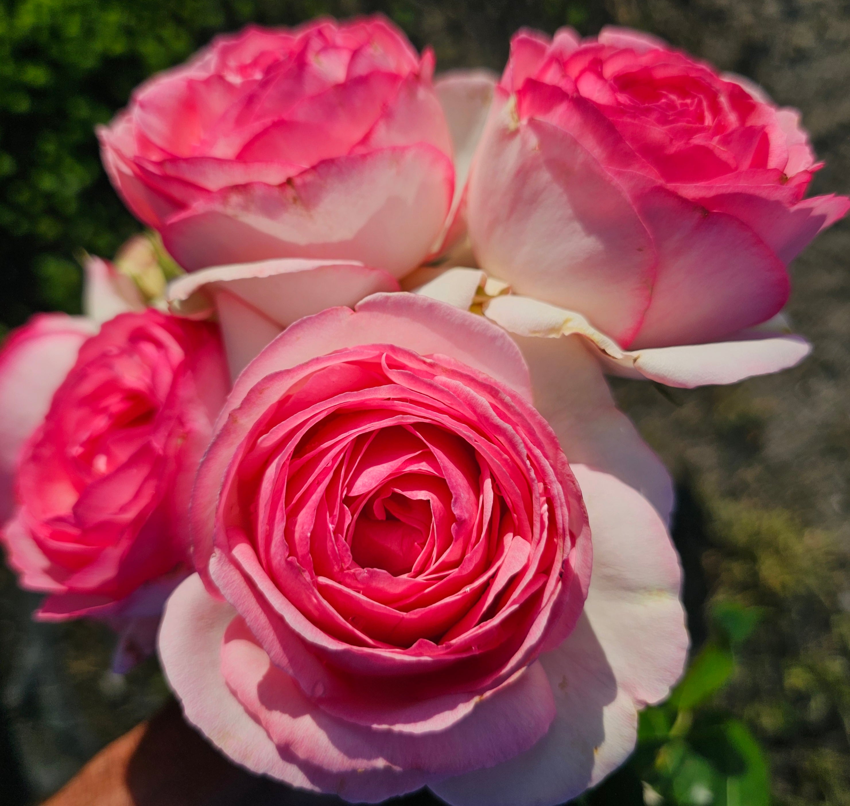 Eden Rose Climber - 2 Quart Rose Live Plant - Ma Cherie Roses