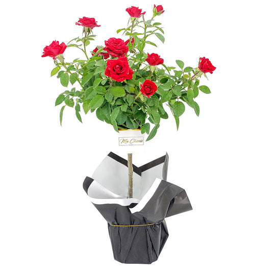 Ruby Floral Mini Tree Rose - Ma Cherie Roses