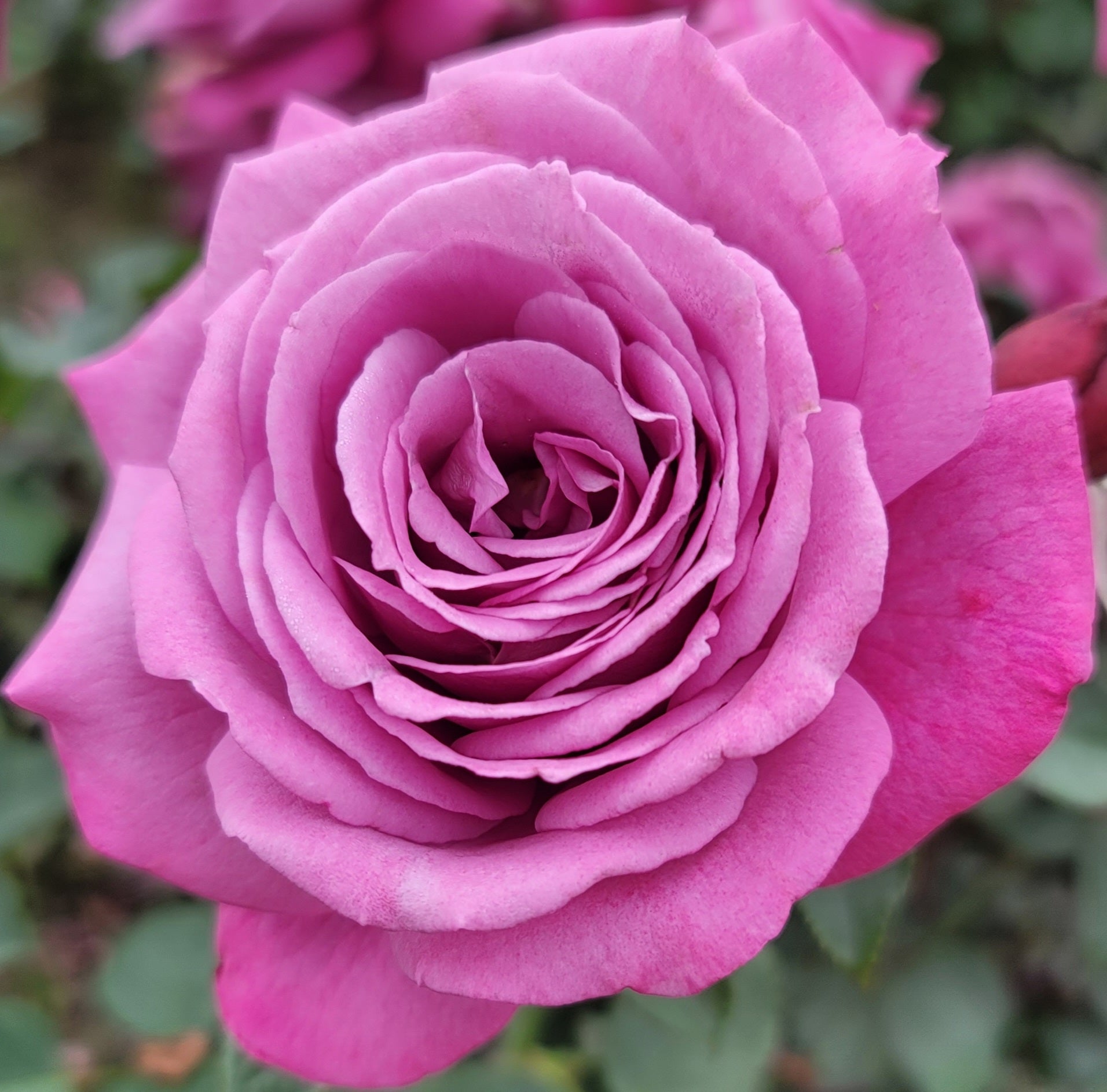 Queen Elizabeth - 2 Quart Rose Potted Live Plant – Ma Cherie Roses